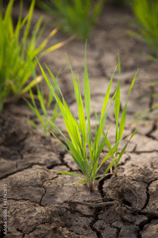 Green grass and dried soil Green grass and dried soil