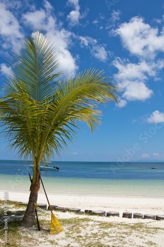Palm tree with rake standing at a white sands beach, Seychelles