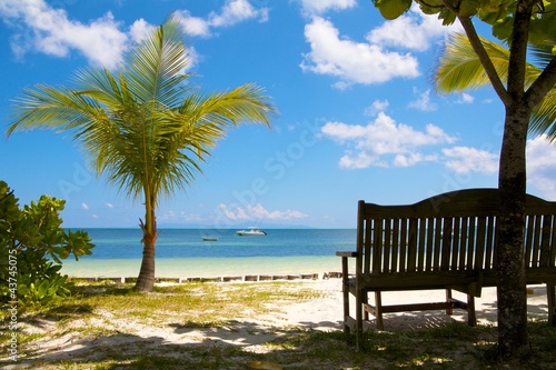 View on the Ocean with a palm tree and a wooden bench