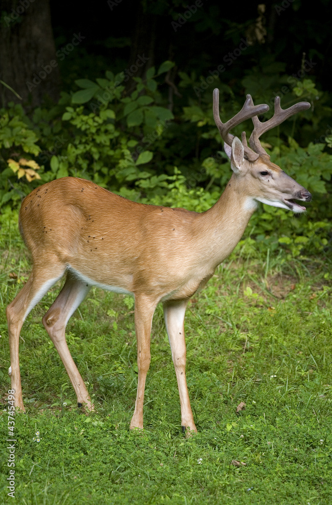 Male deer Male deer