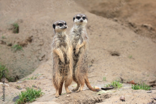 Erdmännchenpaar