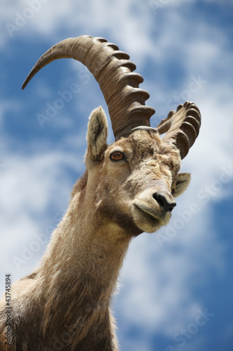 Tablou canvas Capra ibex