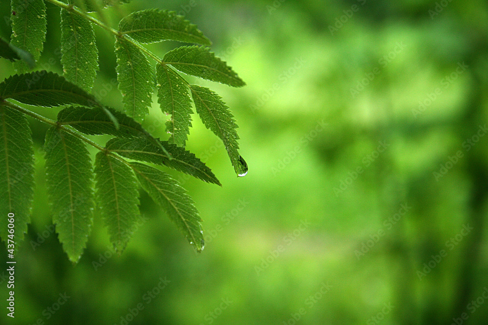 Green grass with raindrops background
Green grass with raindrops background