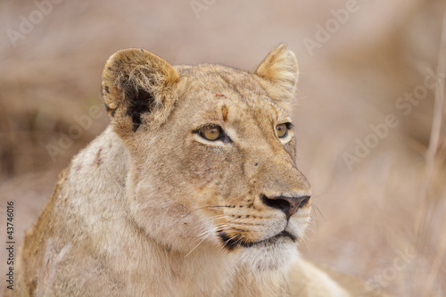 Relaxed lioness, South Africa