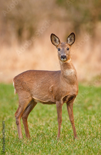 Female roe deer in meadow