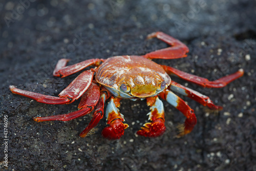 Sall lightfoot crab on the rocks