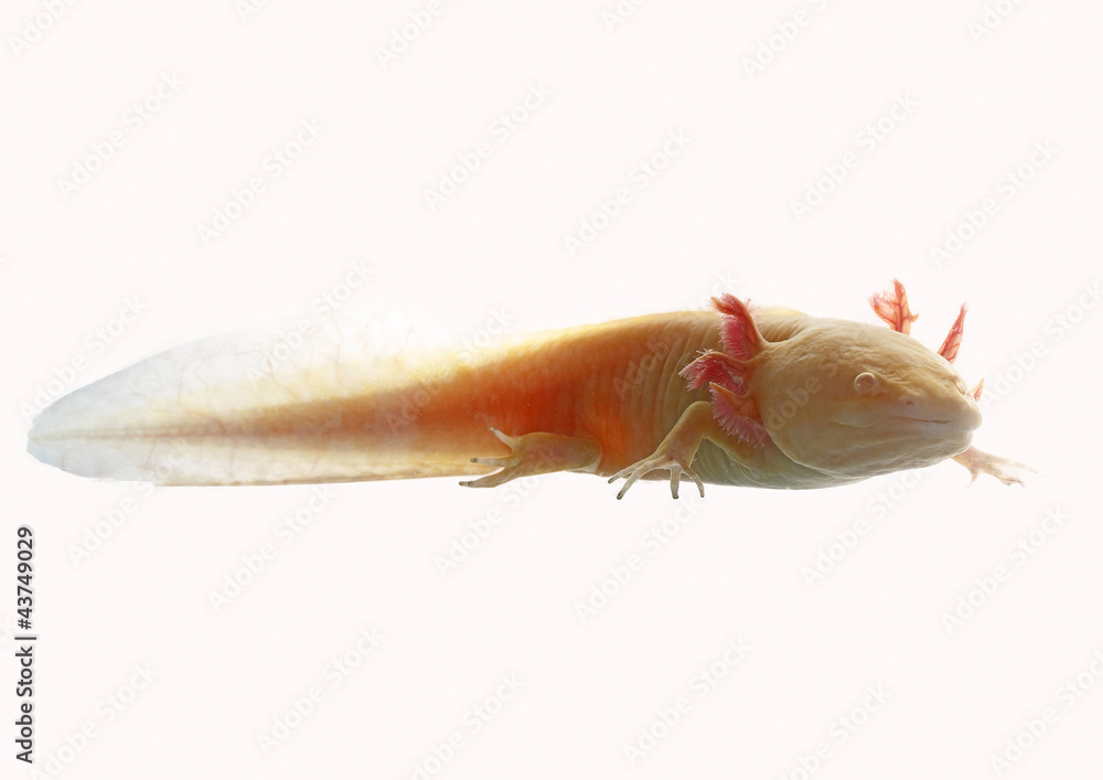 Obraz premium axolotl