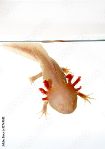 axolotl