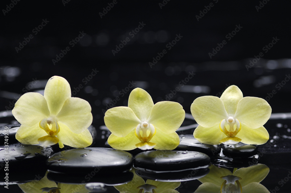still life with pebbles and three orchid still life with pebbles and three orchid