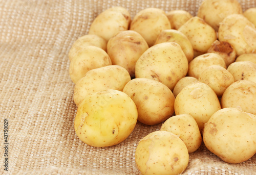 young potatoes on canvas close-up