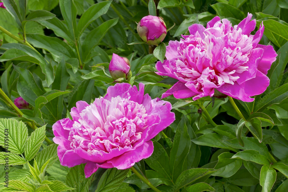 Pink light from the summer peonies Pink light from the summer peonies