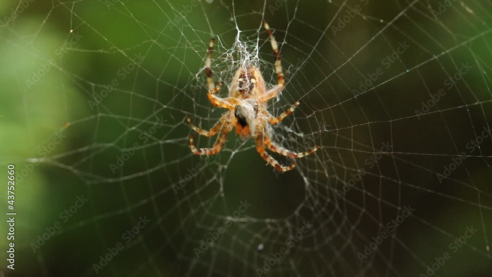 Small spider eating the fly. Small spider eating the fly.