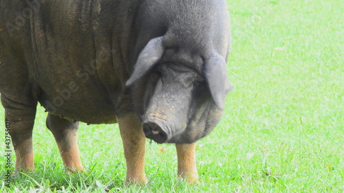 Wallpaper Mural Wild boar Torontodigital.ca