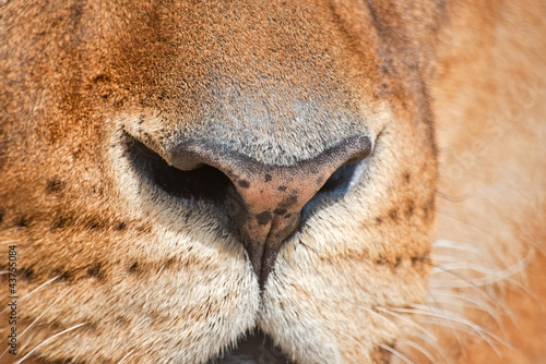 Nose of a lion (Panthera Leo)