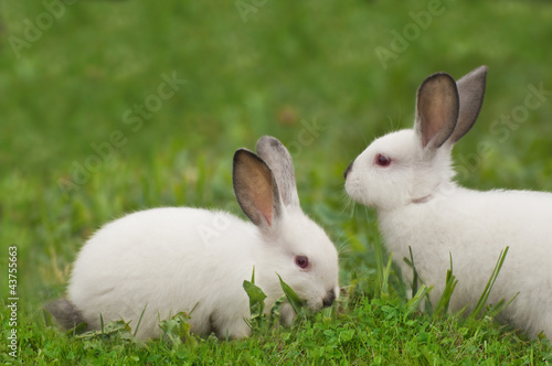 Маленькие белые кролики едят зеленую траву