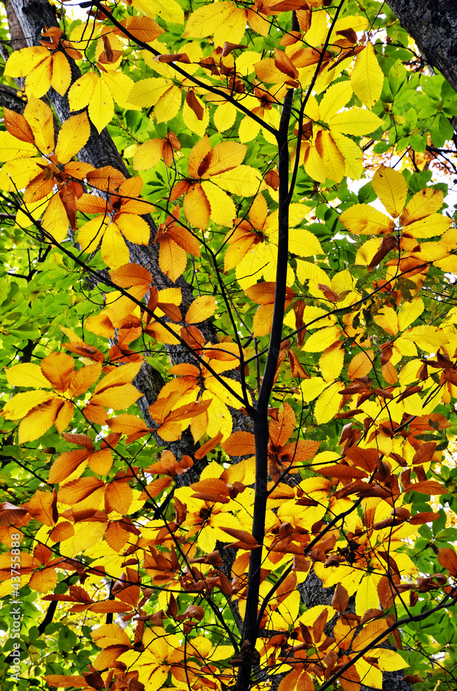 Autumn leaves Autumn leaves