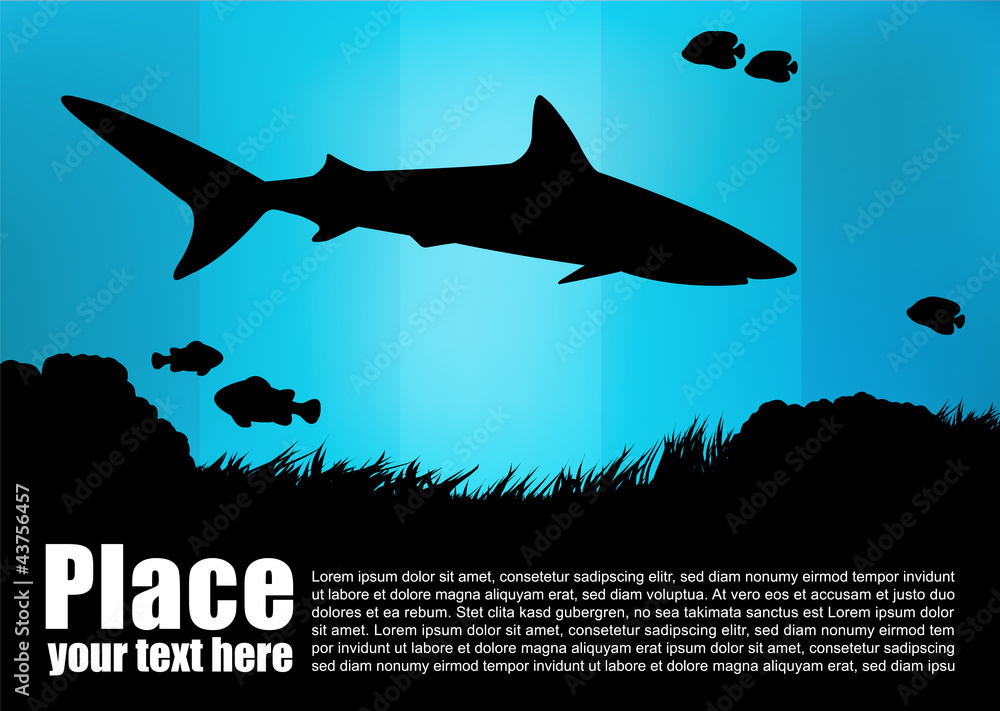 Obraz premium shark