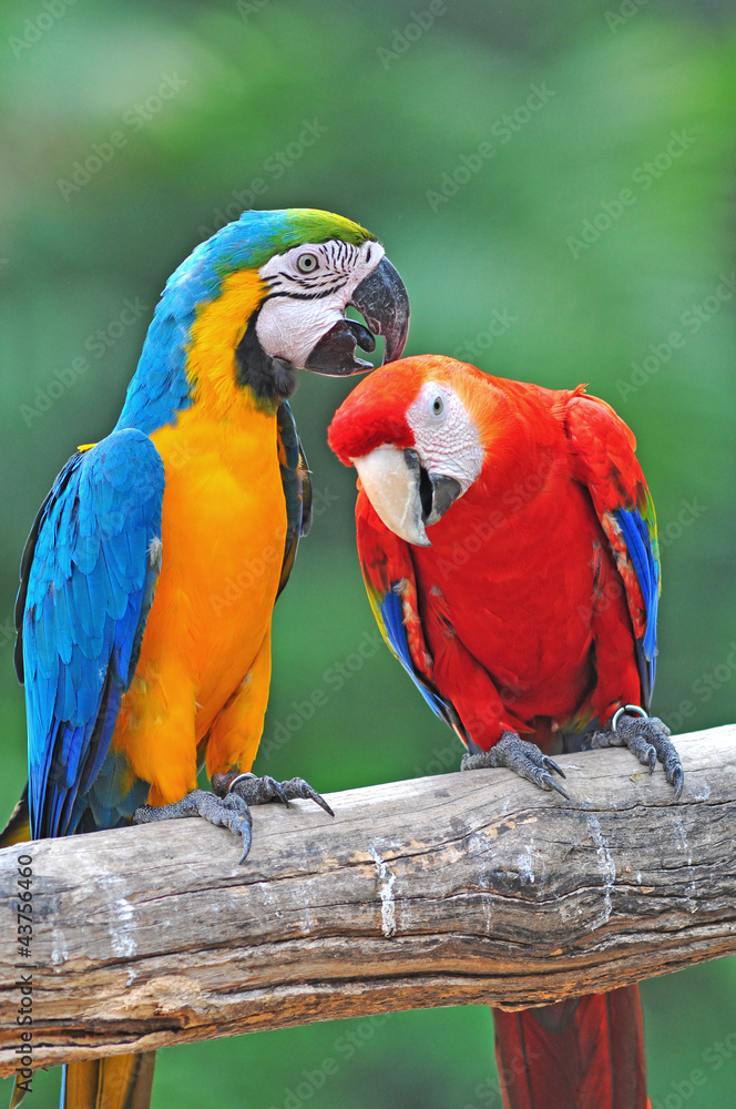 Fototapeta premium colorful parrot