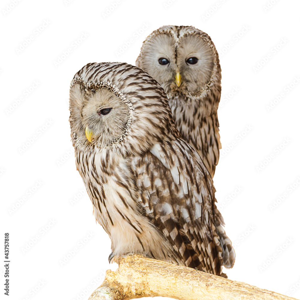 Obraz premium Ural Owl