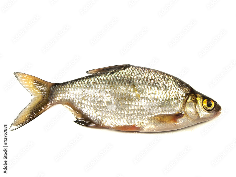 bream (abramis brama) bream (abramis brama)