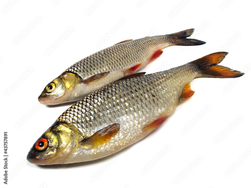 chub (leuciscus cephalus) and roach (Rutilus rutilus) chub (leuciscus cephalus) and roach (Rutilus rutilus)