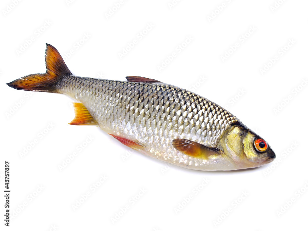 roach (Rutilus rutilus) roach (Rutilus rutilus)