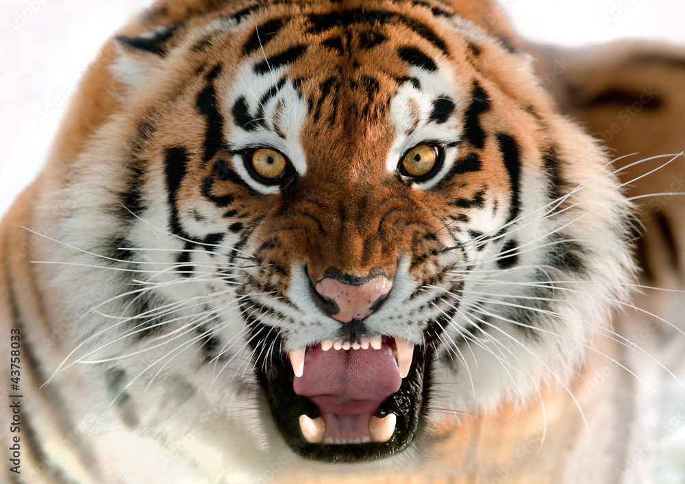 Obraz premium Warczenie tygrysa syberyjskiego