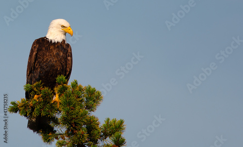 Bald Eagle wildlife Kanada