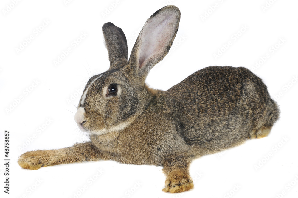 Fototapeta premium grey rabbit