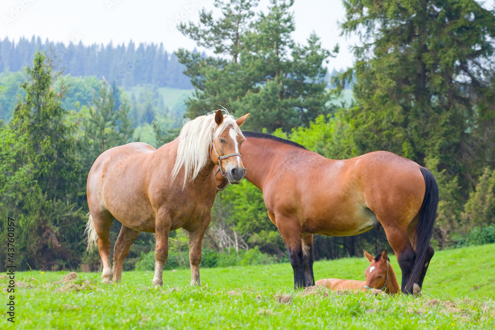 Fototapeta premium horses on pasture