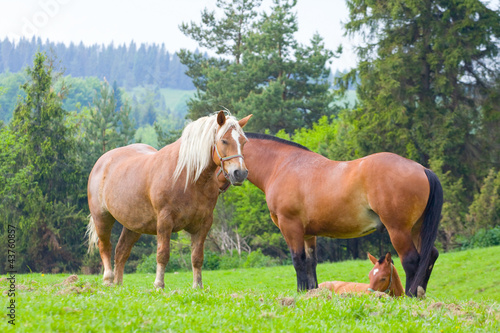 horses on pasture © dziewul