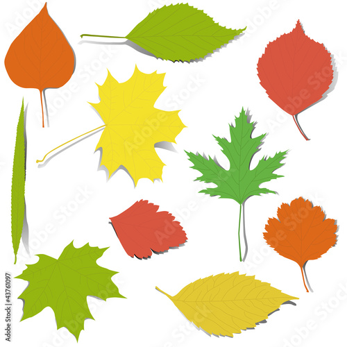 Autumn elements for design (leaves)