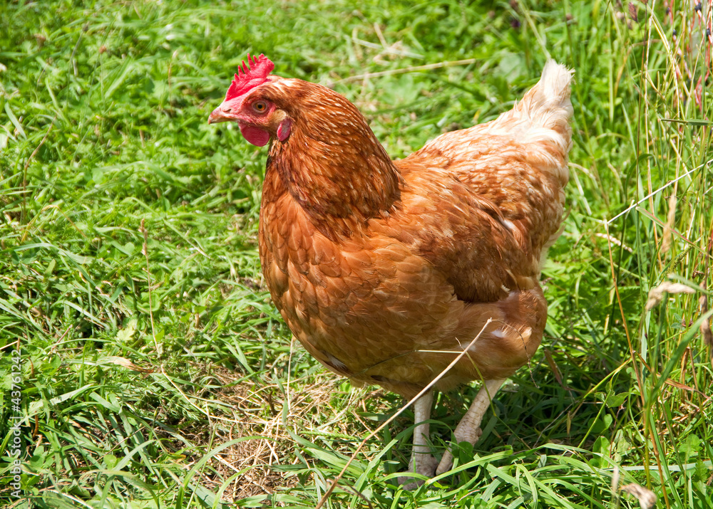 Fototapeta premium organic chicken