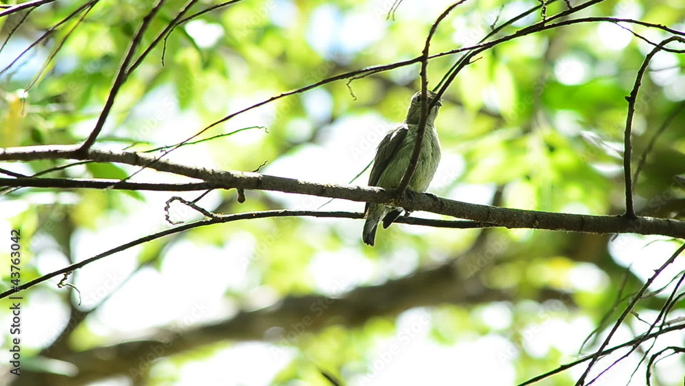 Little bird Little bird