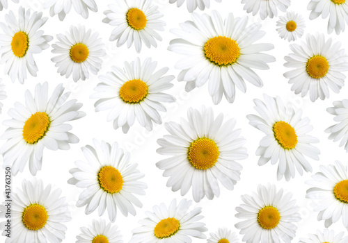 chamomile flowers texture, on a white background © motorolka