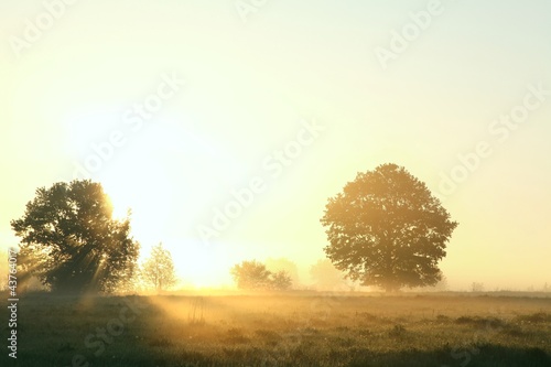Trees in the meadow on a misty May morning