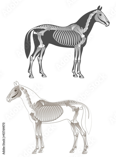 Fototapeta Naklejka Na Ścianę i Meble -  Skeleton horse