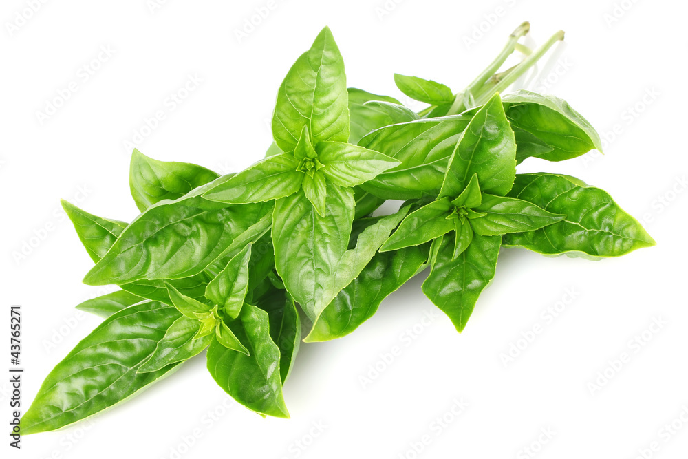 twig fresh basil isolated on white background twig fresh basil isolated on white background