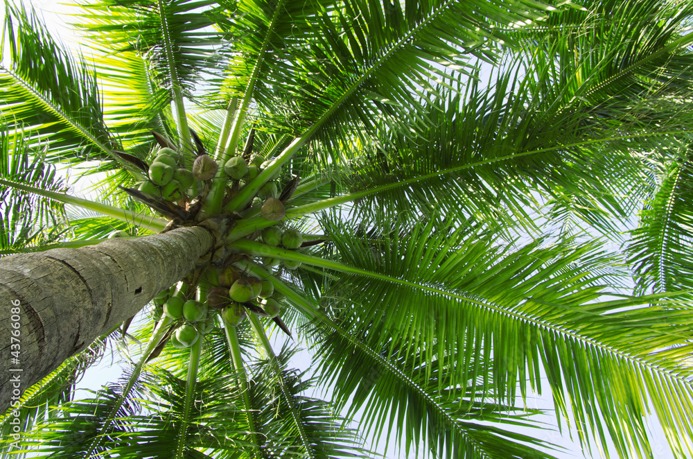 Naklejka premium palm tree