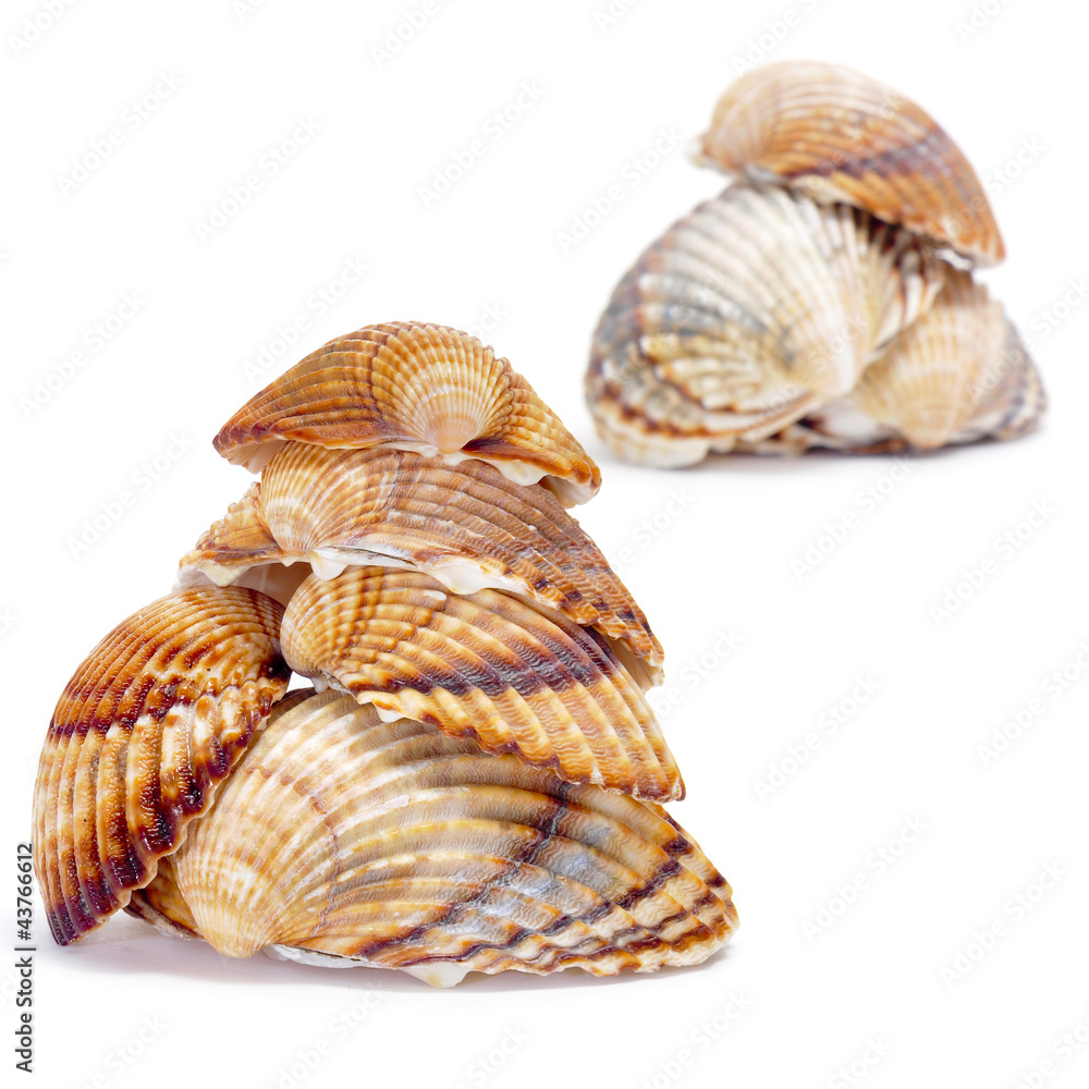 Obraz premium seashells