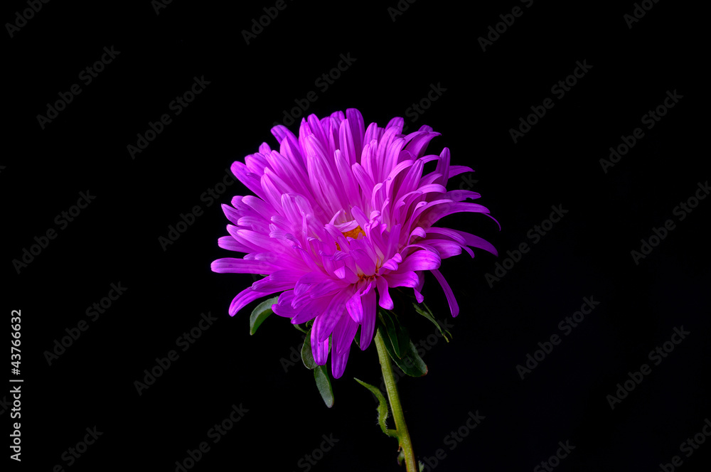 Aster