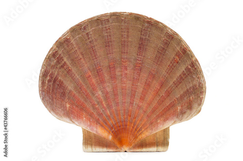 scallop shell or shell of Saint James