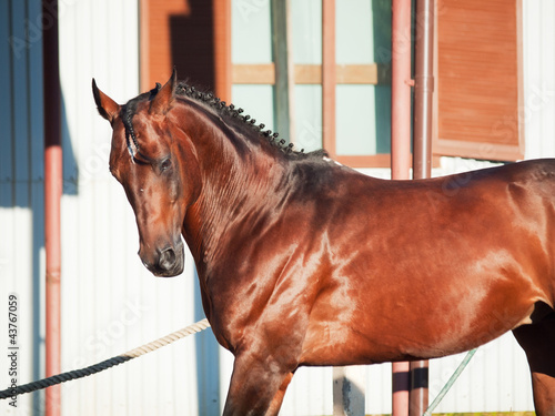 Photos running elite breed german stallion
