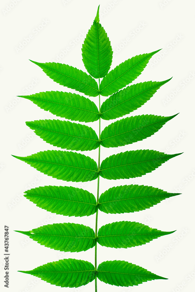 Green leaves on white background - obrazy, fototapety, plakaty 