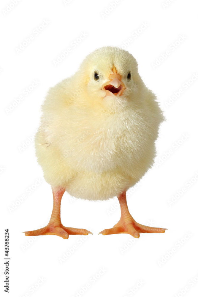 Yellow chick isolated