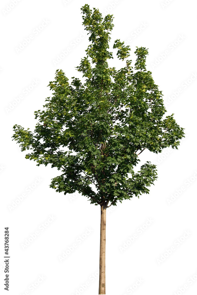 Obraz premium Single green tree isolated on white background
