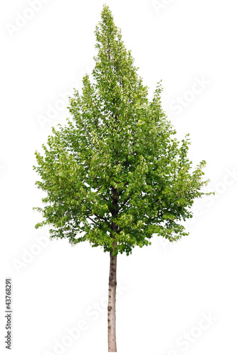 Single green tree isolated on white background