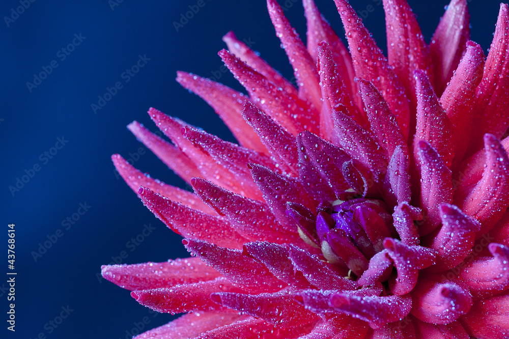 Dahlia