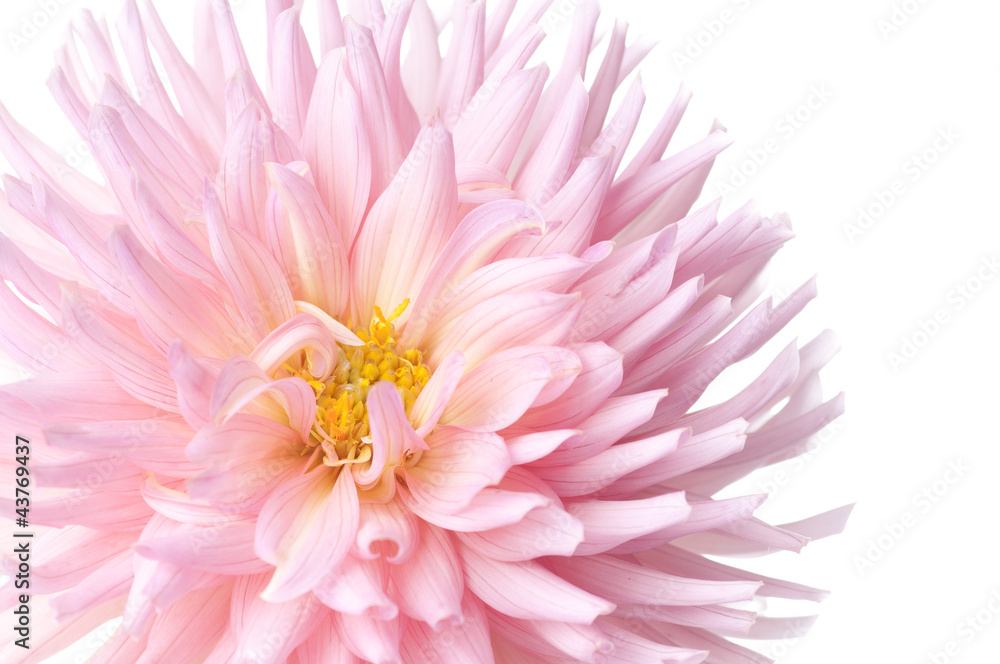 dahlia