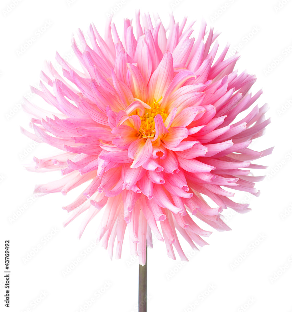 dahlia
